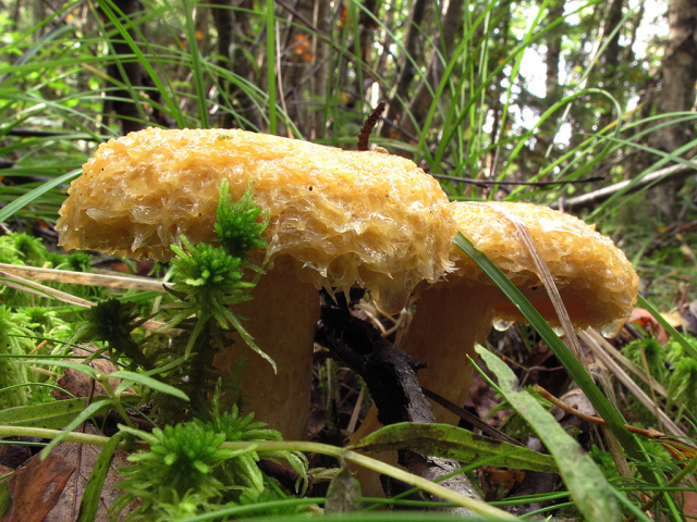Мицелий Груздя синеющего / Груздь собачий (Lactarius repraesentaneus)